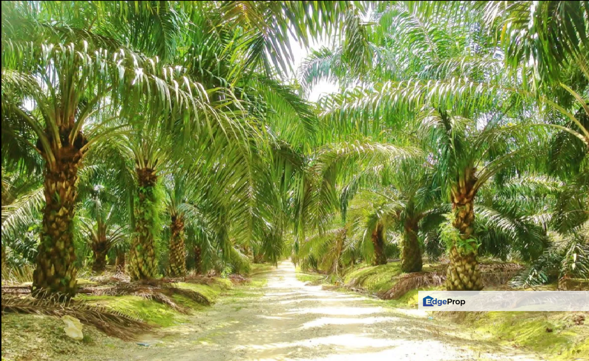 Pantai 💥 Palm oil Pertang, Jelebu, Seremban Nilai for Sale @RM1,500,000 ...