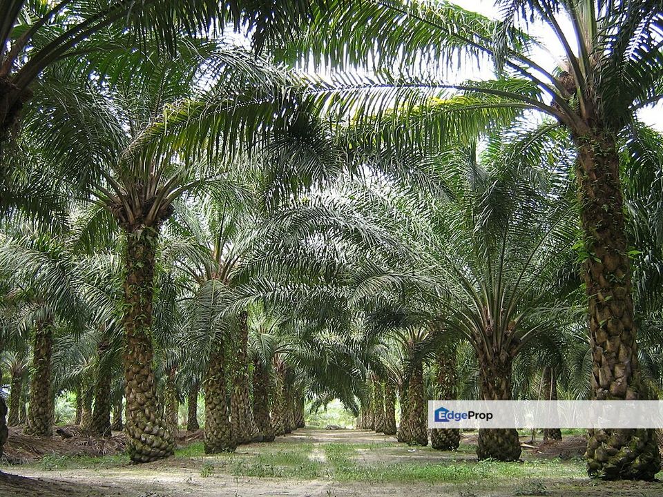 Pantai 💥 Palm oil Pertang, Jelebu, Seremban Nilai for Sale @RM1,500,000 ...