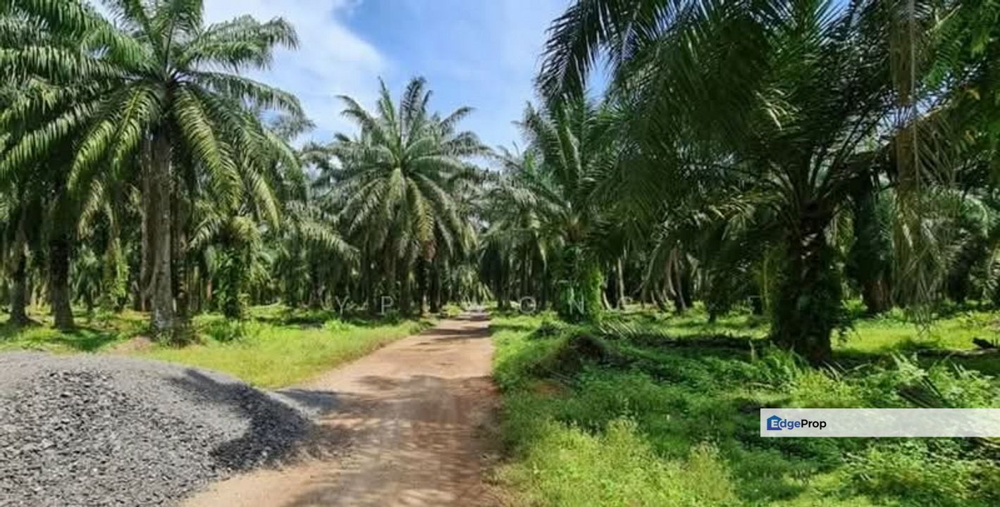 Pantai 💥 Palm oil Pertang, Jelebu, Seremban Nilai for Sale @RM1,500,000 ...