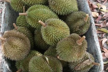 Durian Farm Fruits With 3 Storey House @ Ulu Dong Raub Pahang For Sale