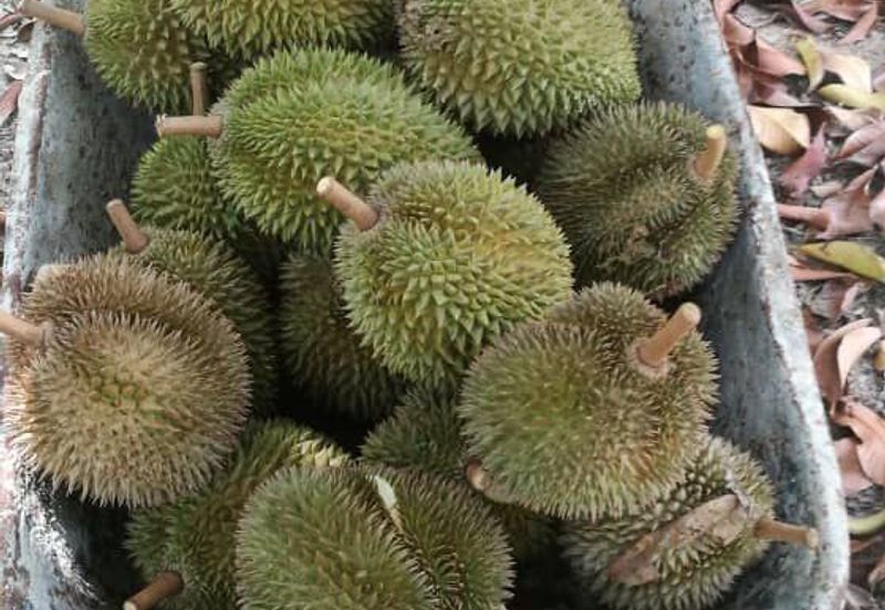 Durian Farm Fruits With 3 Storey House @ Ulu Dong Raub Pahang For Sale