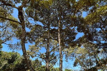 Durian Farm Fruits With 3 Storey House @ Ulu Dong Raub Pahang For Sale