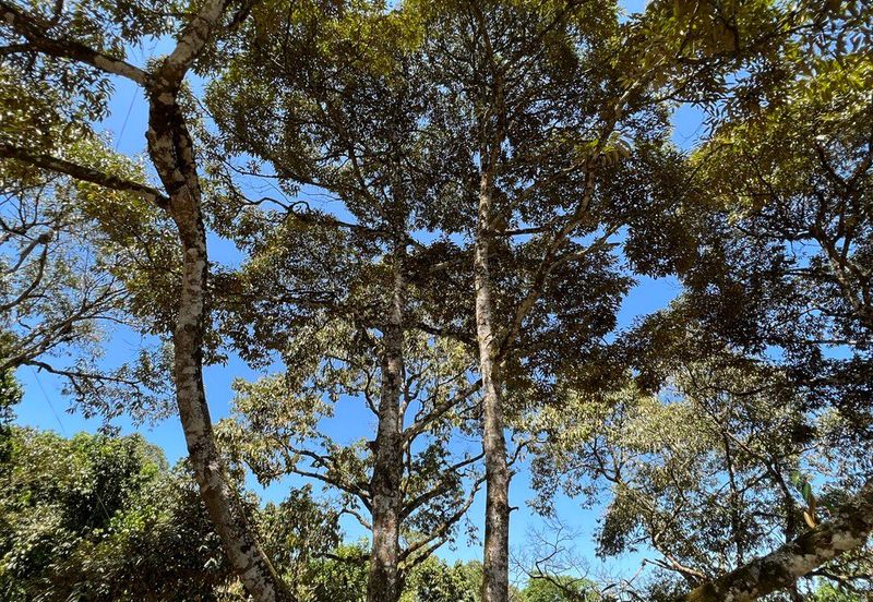 Durian Farm Fruits With 3 Storey House @ Ulu Dong Raub Pahang For Sale