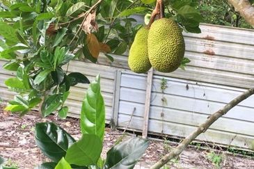 Durian Farm Fruits With 3 Storey House @ Ulu Dong Raub Pahang For Sale