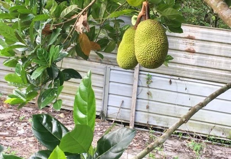 Durian Farm Fruits With 3 Storey House @ Ulu Dong Raub Pahang For Sale