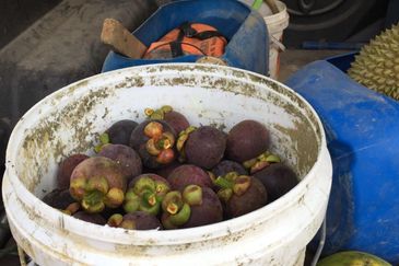 Durian Farm Fruits With 3 Storey House @ Ulu Dong Raub Pahang For Sale