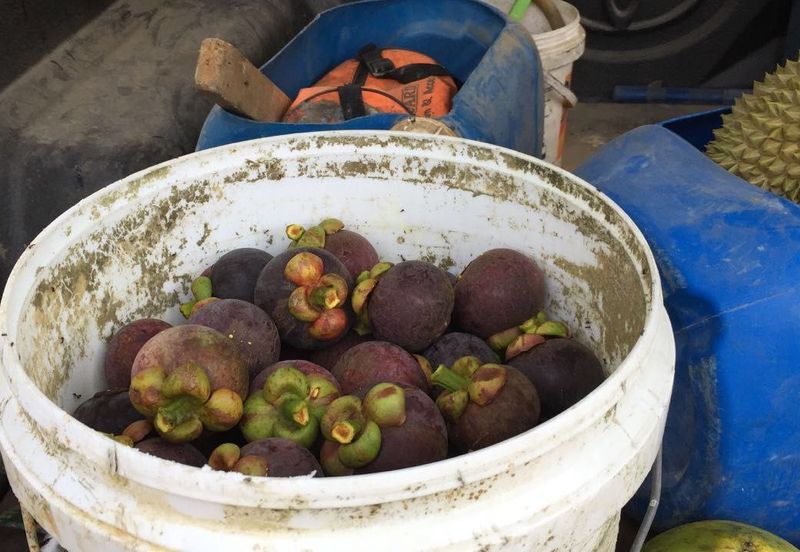 Durian Farm Fruits With 3 Storey House @ Ulu Dong Raub Pahang For Sale