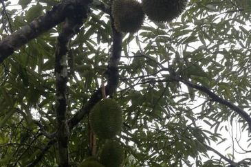 Durian Farm Fruits With 3 Storey House @ Ulu Dong Raub Pahang For Sale