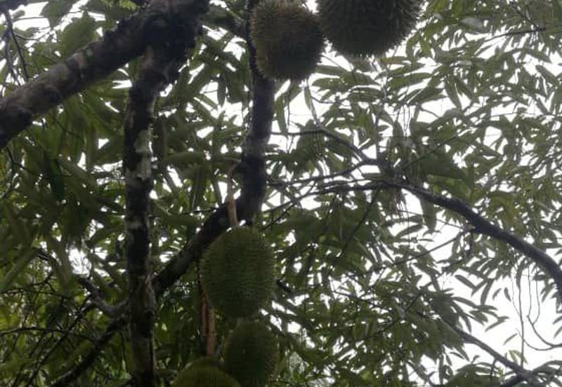Durian Farm Fruits With 3 Storey House @ Ulu Dong Raub Pahang For Sale