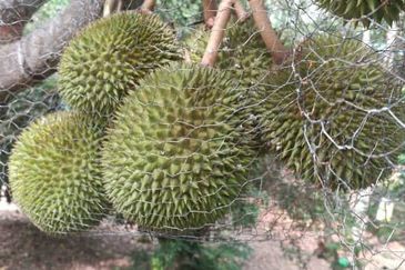 Durian Farm Fruits With 3 Storey House @ Ulu Dong Raub Pahang For Sale