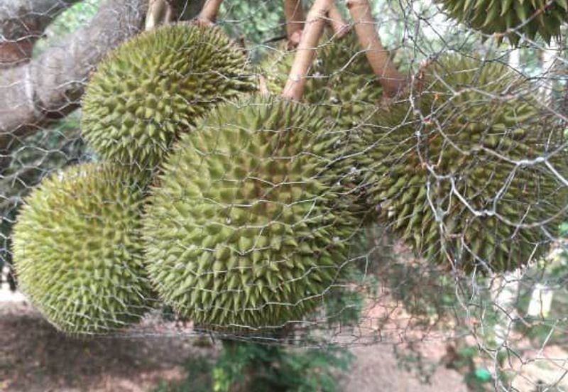 Durian Farm Fruits With 3 Storey House @ Ulu Dong Raub Pahang For Sale