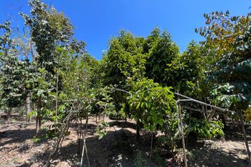 Durian Farm Fruits With 3 Storey House @ Ulu Dong Raub Pahang For Sale