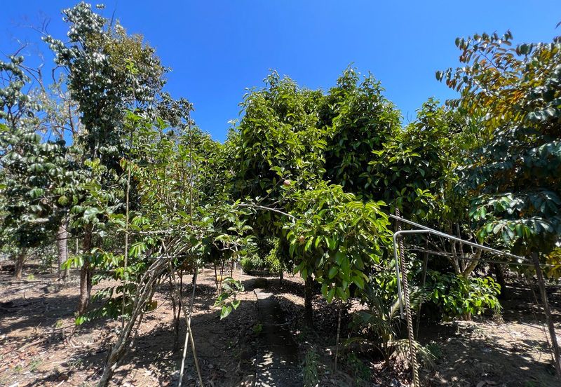 Durian Farm Fruits With 3 Storey House @ Ulu Dong Raub Pahang For Sale