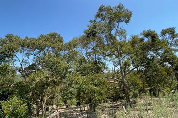 Durian Farm Fruits With 3 Storey House @ Ulu Dong Raub Pahang For Sale