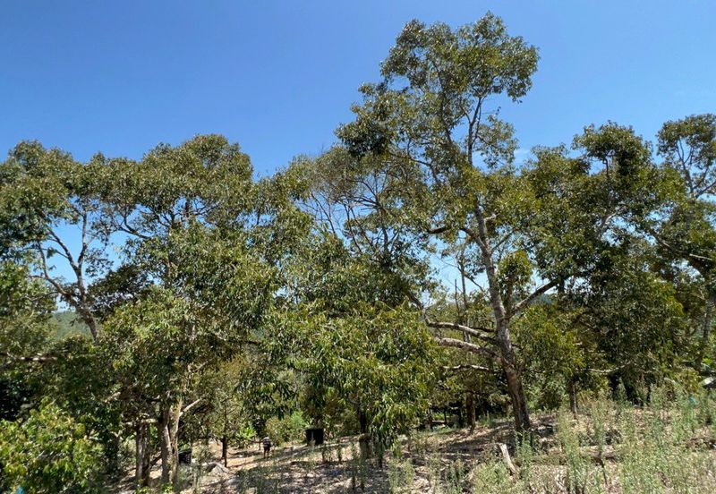 Durian Farm Fruits With 3 Storey House @ Ulu Dong Raub Pahang For Sale
