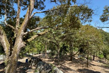 Durian Farm Fruits With 3 Storey House @ Ulu Dong Raub Pahang For Sale