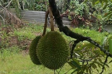 Durian Farm Fruits With 3 Storey House @ Ulu Dong Raub Pahang For Sale