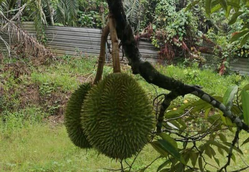 Durian Farm Fruits With 3 Storey House @ Ulu Dong Raub Pahang For Sale