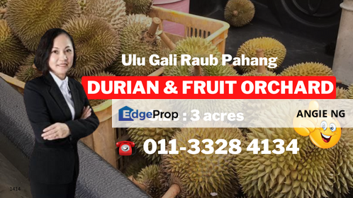 Ulu Gali Raub Pahang @ Durian & Fruit Orchard Agriculture Land For Sale, Pahang, Raub