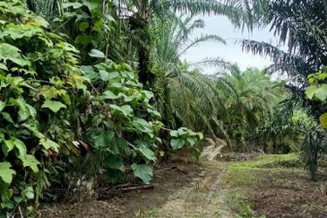 Raub Raub Pahang @ Malay Reserve Land For Sale