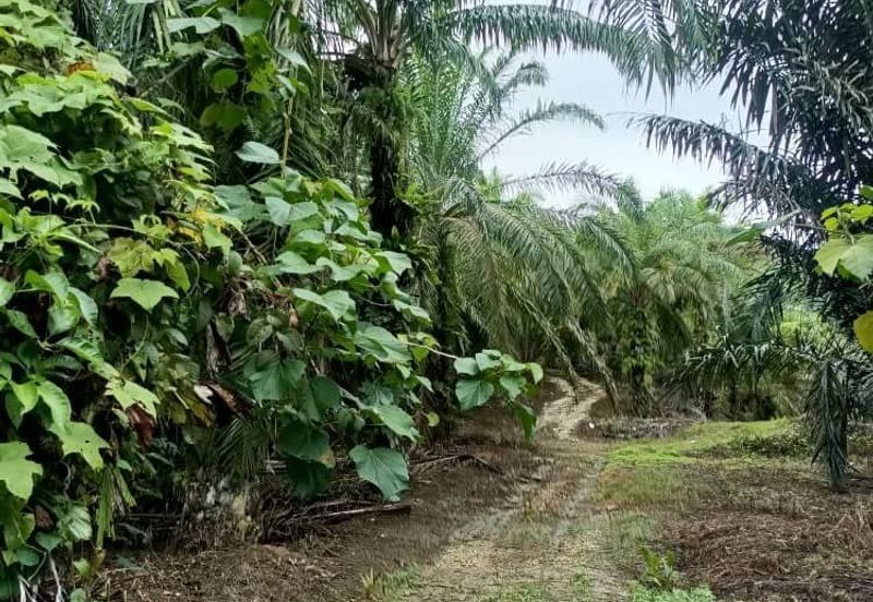 Raub Raub Pahang @ Malay Reserve Land For Sale