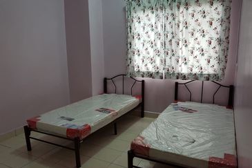 Evergreen Park Scot Pine