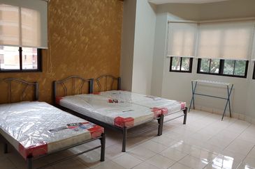 Evergreen Park Scot Pine