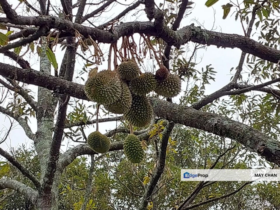 Agriculture Land @ Lenggeng, Negeri Sembilan, Negeri Sembilan, Lenggeng