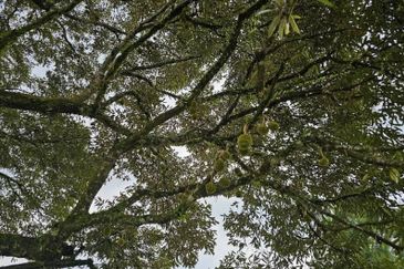 Kampung Sungai Makau