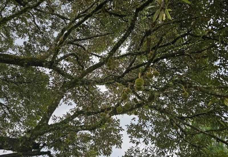 Kampung Sungai Makau