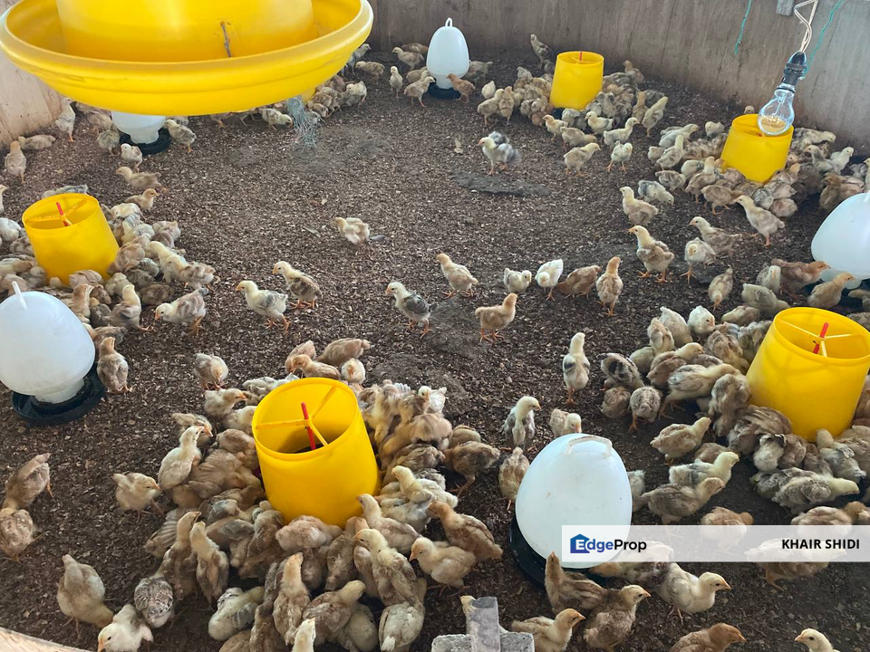 TANAH DUSUN DI ULU CHEMOR PERAK UNTUK DIJUAL, Perak, Kinta