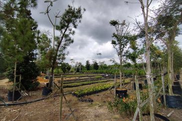 MUAR BAKRI Tanah Pertanian