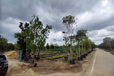 MUAR BAKRI Tanah Pertanian