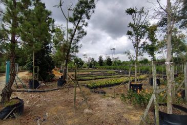 MUAR BAKRI Tanah Pertanian