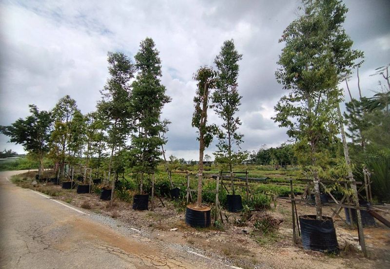 MUAR BAKRI Tanah Pertanian