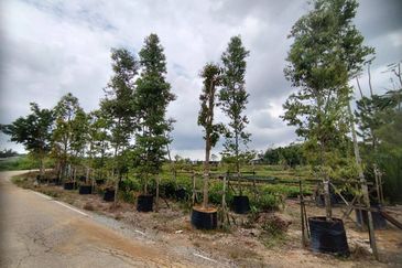 MUAR BAKRI Tanah Pertanian