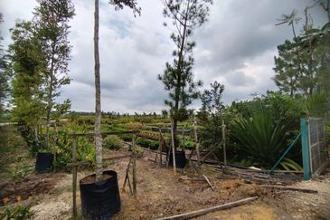 MUAR BAKRI Tanah Pertanian