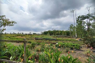 MUAR BAKRI Tanah Pertanian