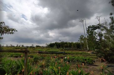 MUAR BAKRI Tanah Pertanian