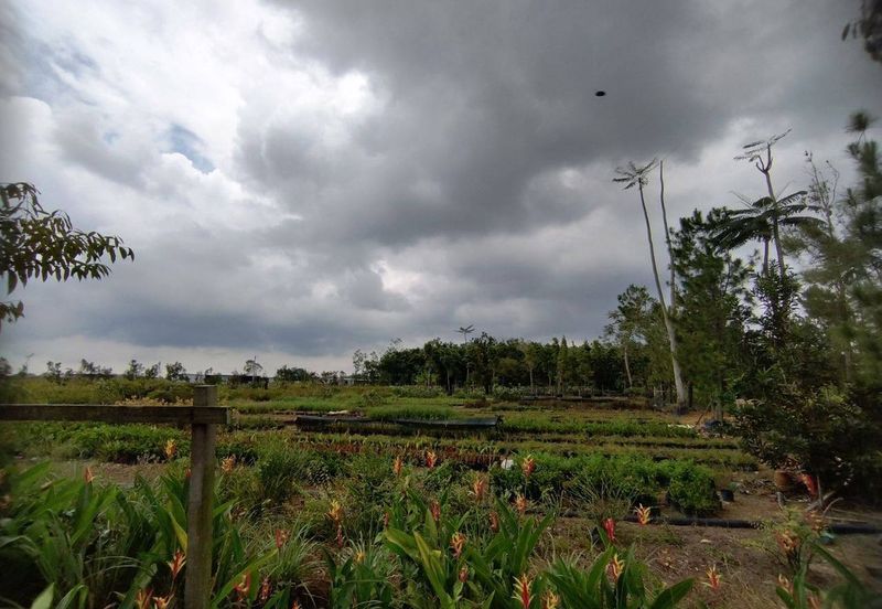 MUAR BAKRI Tanah Pertanian