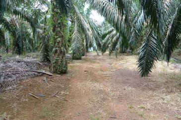 PARIT AWANG JOHOR Tanah Pertanian