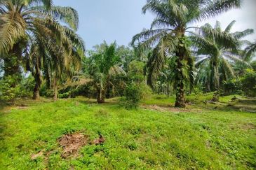 PARIT AWANG JOHOR Tanah Pertanian