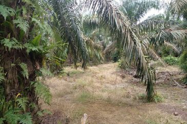 PARIT AWANG JOHOR Tanah Pertanian