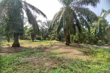 PARIT AWANG JOHOR Tanah Pertanian