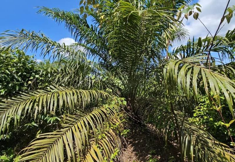 SEGAMAT JEMENTAH Kg Tebing Tinggi Tanah Pertanian