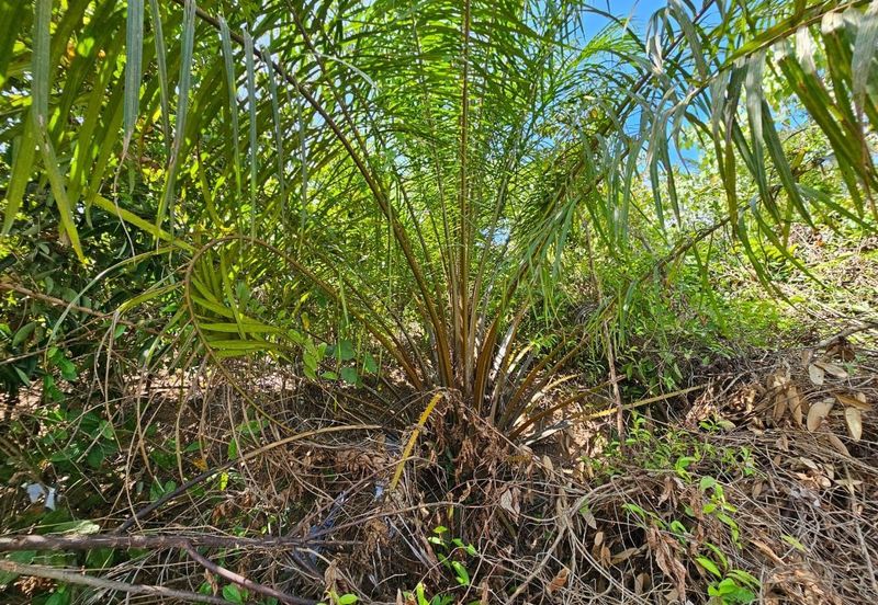 SEGAMAT JEMENTAH Kg Tebing Tinggi Tanah Pertanian