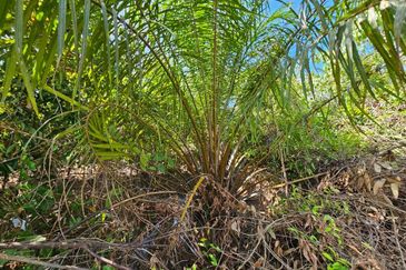 SEGAMAT JEMENTAH Kg Tebing Tinggi Tanah Pertanian