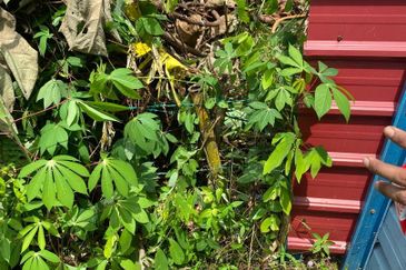 Freehold Agriculture Land for Sales