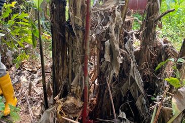 Freehold Agriculture Land for Sales