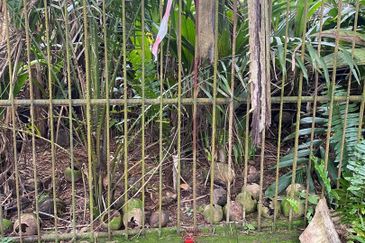 Freehold Agriculture Land for Sales